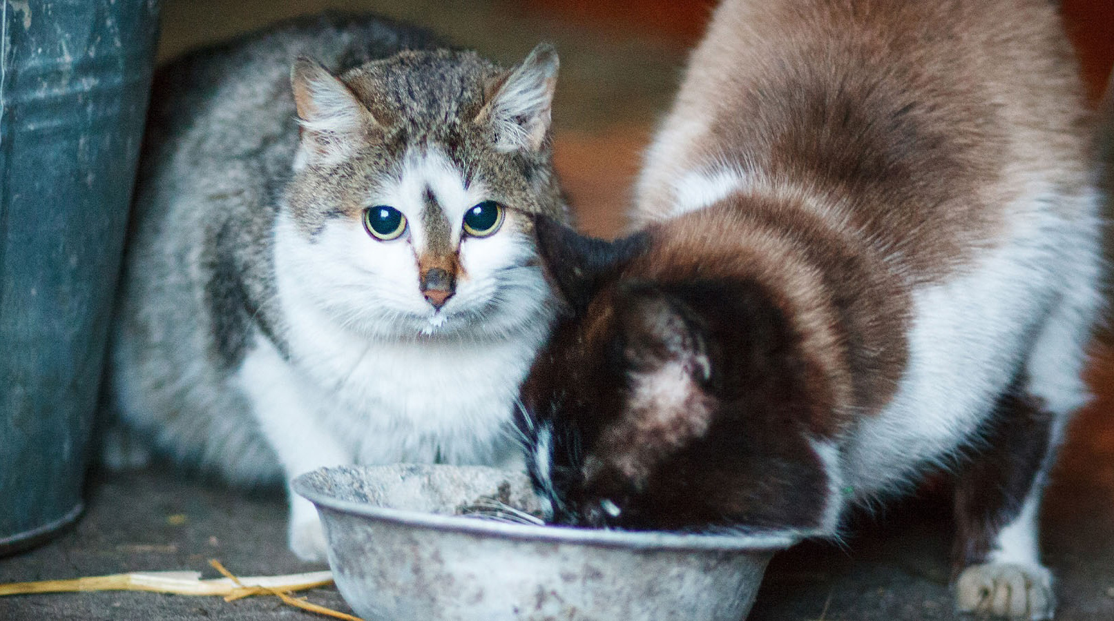 Avian influenza virus type A (H5N1) in cats