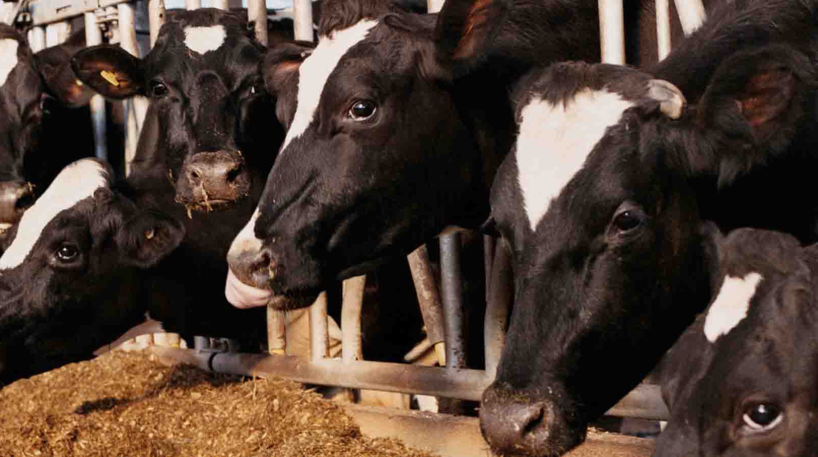 Avian influenza virus type A (H5N1) in U.S. dairy cattle